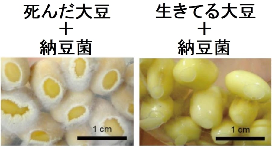 納豆を作るとき「大豆を蒸す理由」がやっと判明！ “生きた大豆は納豆菌を嫌い、納豆菌は死んだ大豆が好き”