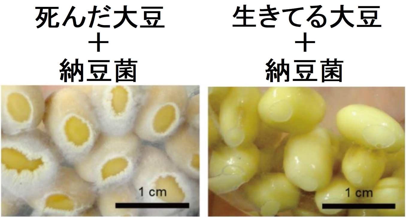 納豆菌は死んだ大豆の上でだけで繁殖する