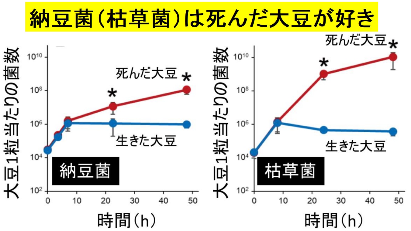 生きている大豆は抗菌物質を分泌して納豆菌を遠ざけている