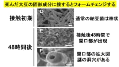 納豆菌は死んだ大豆に反応すると口のような謎の開口部を形成する