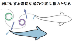 渦の運動エネルギーを尾ヒレで受け止め推進力にする。上の図以外にも複数の有効なパターンが存在する