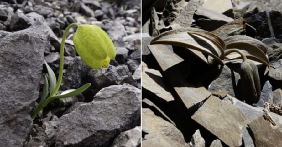 中国の植物が人間に対抗して「カモフラージュ」を習得！ 2000年以上の収穫が変化を起こした