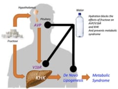 果糖がバソプレッシン（AVP)を放出させ、それが脂肪生成を促進させている。