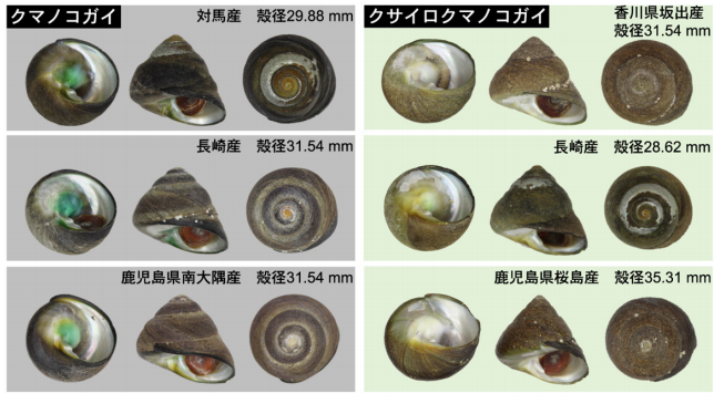 右のクサイロクマノコガイは新種だった