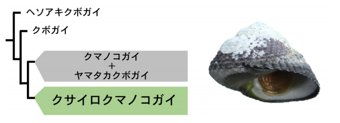 DNA解析に基づく系統樹、右はヤマタカクボガイ