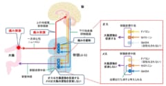 脳から脊髄に放出される神経伝達物質と大腸運動作用の性差