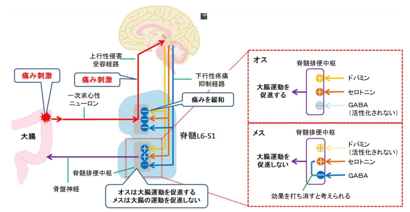 脳から脊髄に放出される神経伝達物質と大腸運動作用の性差