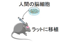 人間の脳細胞はiPS細胞から作られ培養されたものが使われた