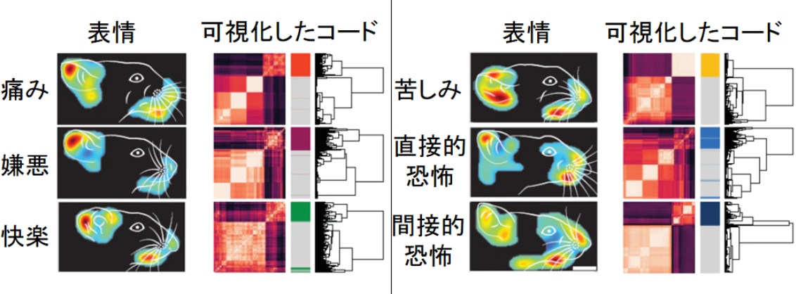 各感情をあらわしたときのニューロン発火パターンを測定することで、感情固有のコードを解明できる