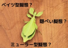 生き抜く道は「擬態」にあり