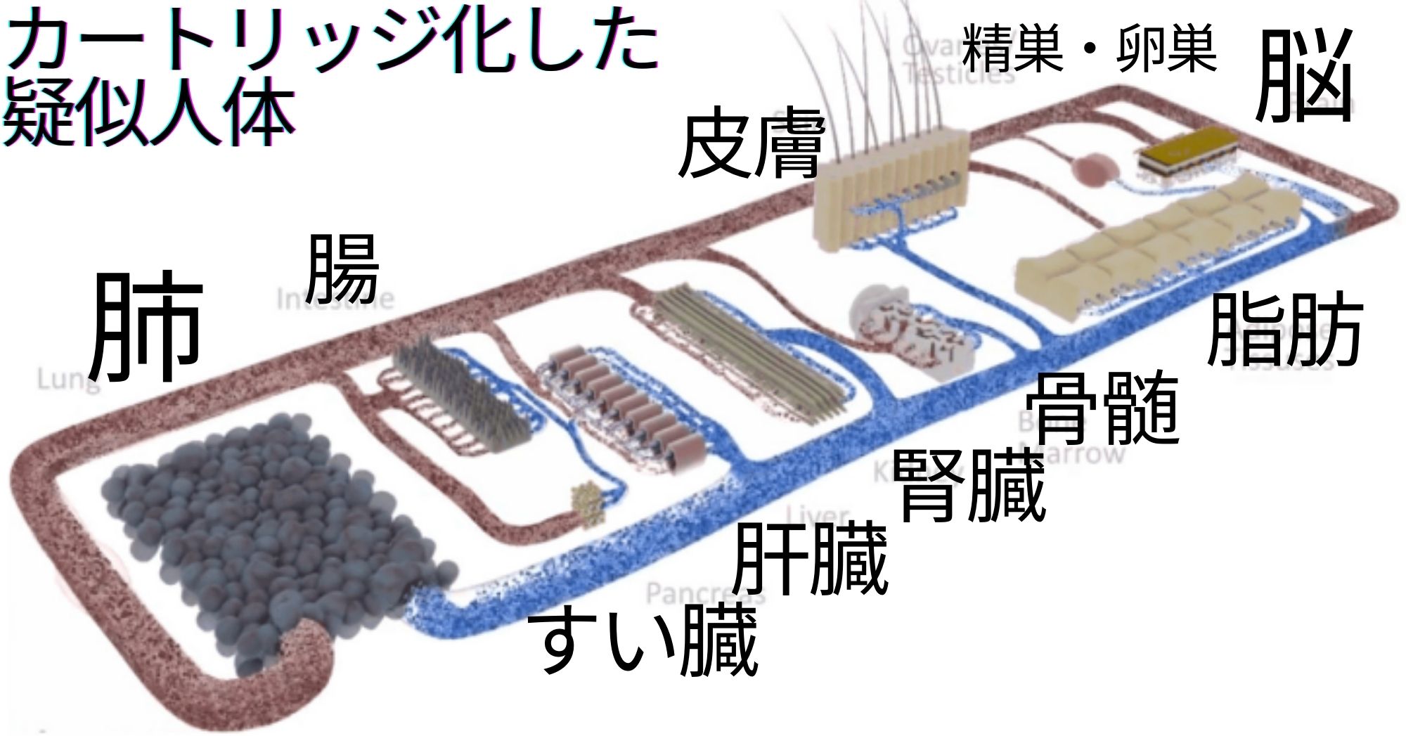 臓器パーツをカートリッジ化したものを組み合わせて人体を再構成する