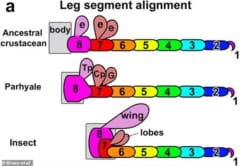 8節目の移動、祖先（上）、ミナミモクズ（中）、昆虫（下）