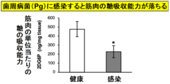 歯周病菌は筋肉が糖を取り込む力を落として糖尿病にする