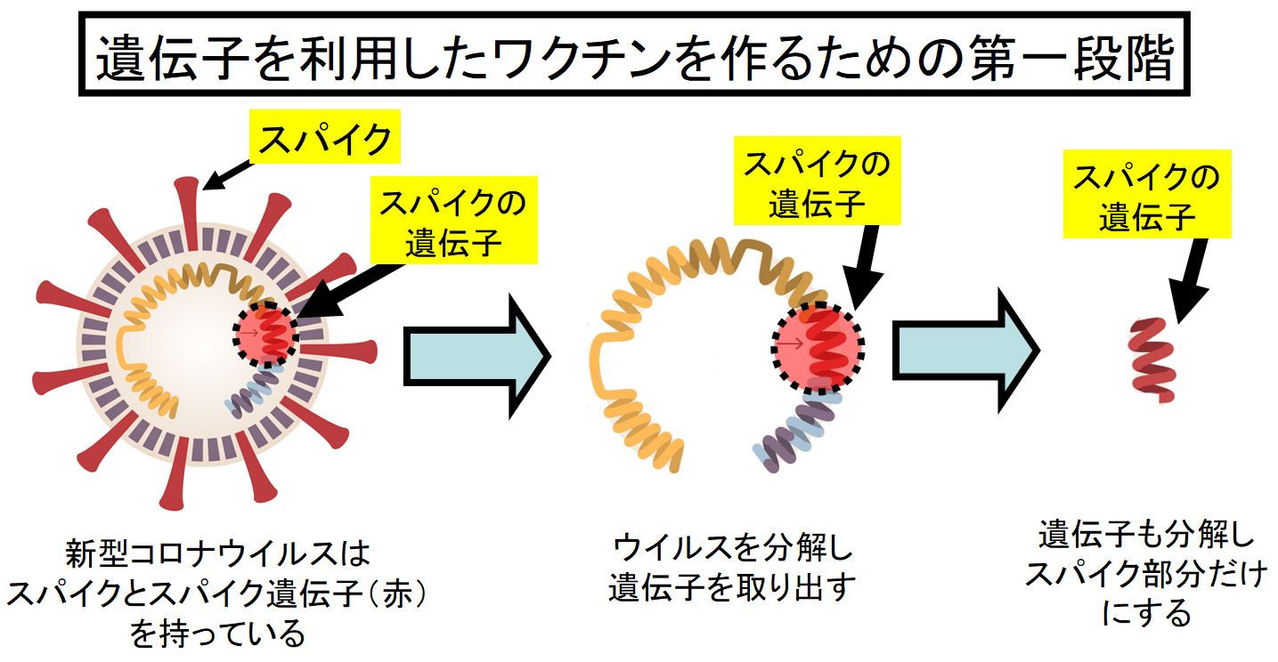 新型コロナウイルスからスパイク部分の遺伝子を抽出