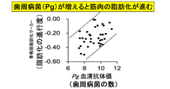 歯周病菌が筋肉を脂肪化してしまうと判明