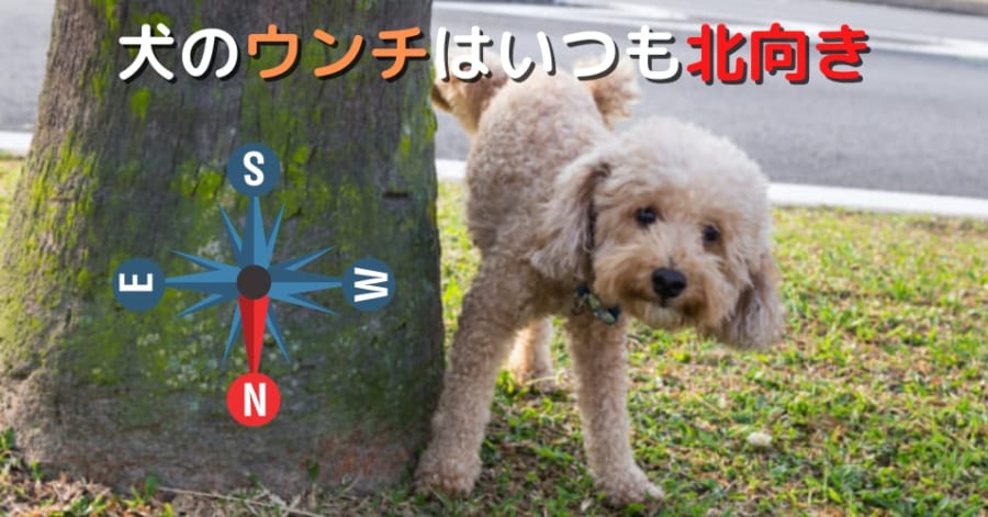 犬は「地球の磁気」を感知する。うんちのときに北を向くって知ってた？