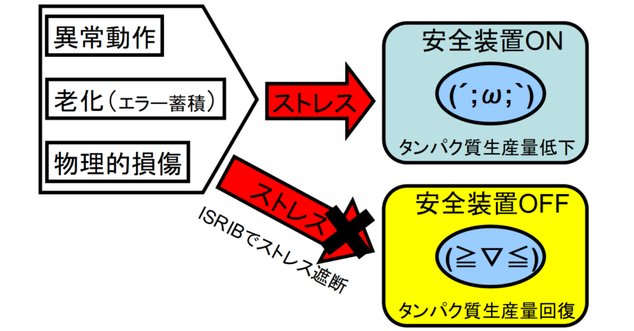 細胞はストレスが加わるとタンパク質の生産にブレーキがかかる