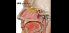 脳の嗅球の位置。