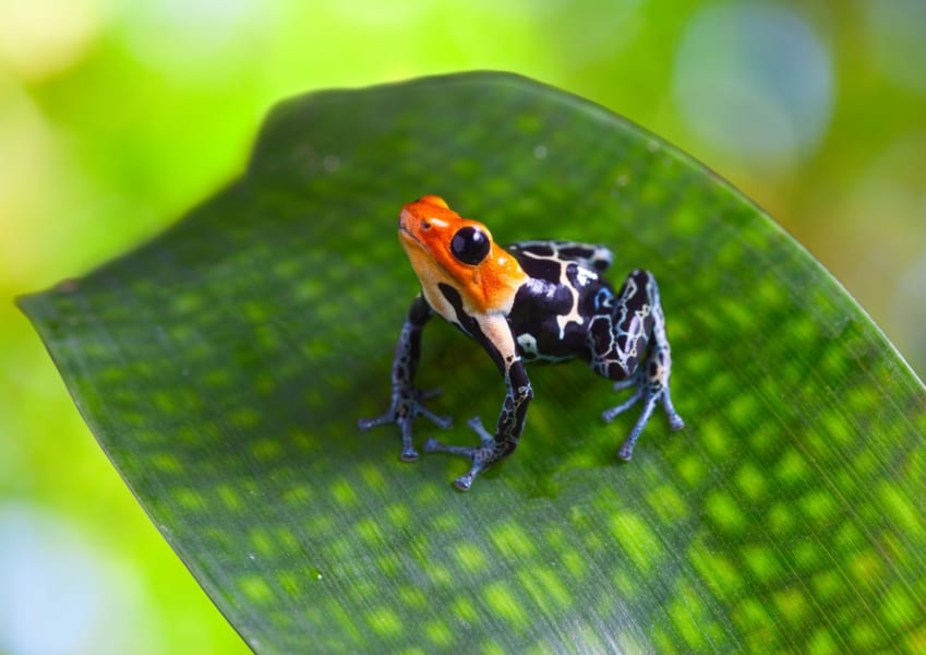 絶対に触ってはいけない「危険な毒をもつ生き物」10選！ - ナゾロジー