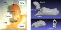 テッポウエビの腕は生体衝撃波砲であり生体プラズマ生成器でもある