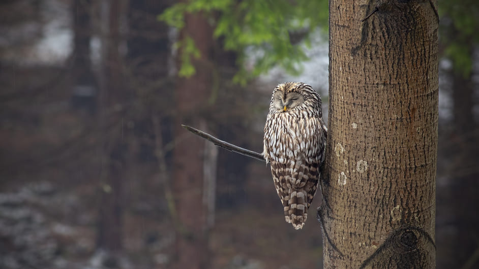 なぜ鳥は眠っているときに枝から落ちないのか？