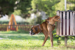 犬はトイレをするとき北向きになる？