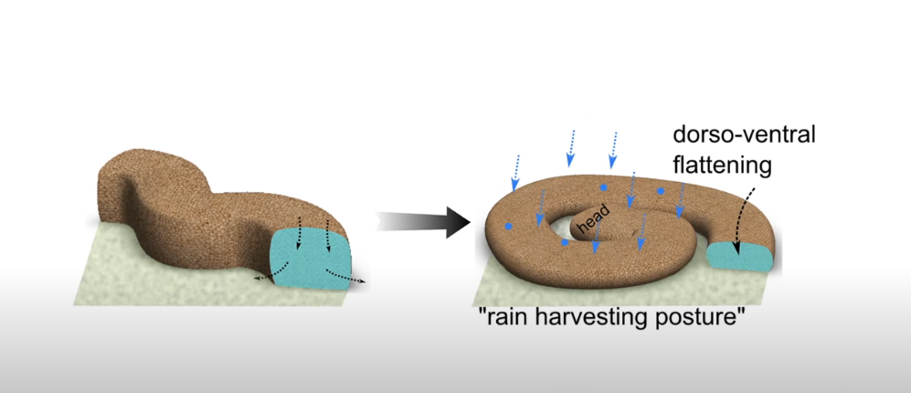 身体を平らにして雨水をより多く確保する