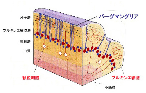 小脳皮質のおけるバーグマングリアの配置