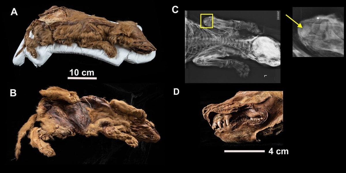 史上最古、オオカミの凍結ミイラを発見！5.7万年前から保存状態もパーフェクト（カナダ）の画像 1/3