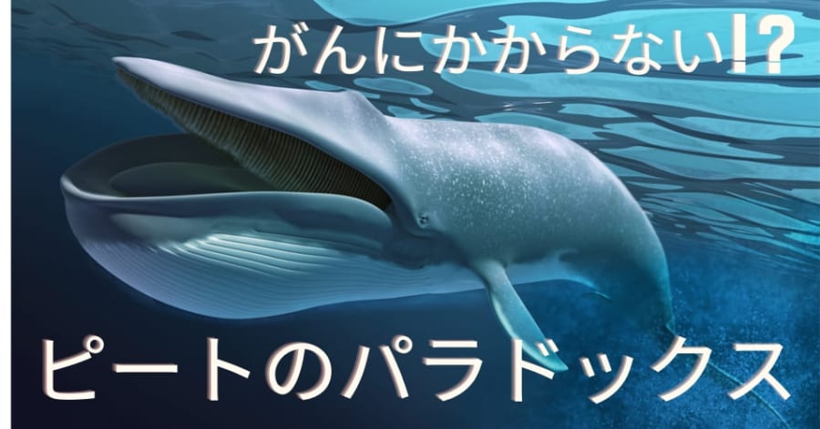 巨大なクジラはがんにならない!? 未解決問題「ピートのパラドックス」が起こる理由とは