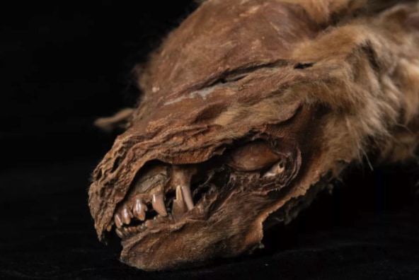 史上最古、オオカミの凍結ミイラを発見!5.7万年前から保存状態もパーフェクト(カナダ)の画像