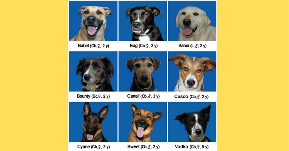 わたし犬ですか?全9種＋色違い1種 リーメント