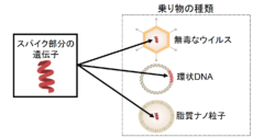 取り出したスパイク部分の遺伝子を人間の細胞に運ぶ乗り物にのせる