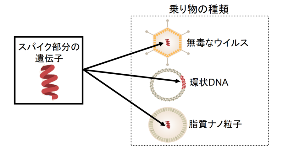 取り出したスパイク部分の遺伝子を人間の細胞に運ぶ乗り物にのせる