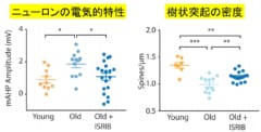 ISIRBの投与でニューロンの電気的特性と樹状突起の密度が若いマウスに近づいている