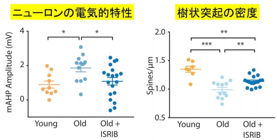 ISIRBの投与でニューロンの電気的特性と樹状突起の密度が若いマウスに近づいている