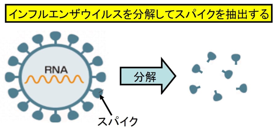 ウイルスの体の一部を使って免疫に学習させる