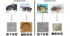 ハエの体内を細胞形態で食い荒らし、胞子形態になって外部に広がる