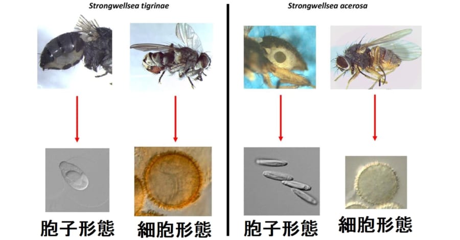 ハエの体内を細胞形態で食い荒らし、胞子形態になって外部に広がる