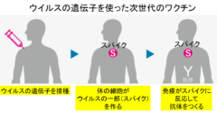 ウイルスの遺伝子を取り込んだ人間の細胞はウイルスの体の一部（スパイク）をつくり、それが免疫に異物として認識される