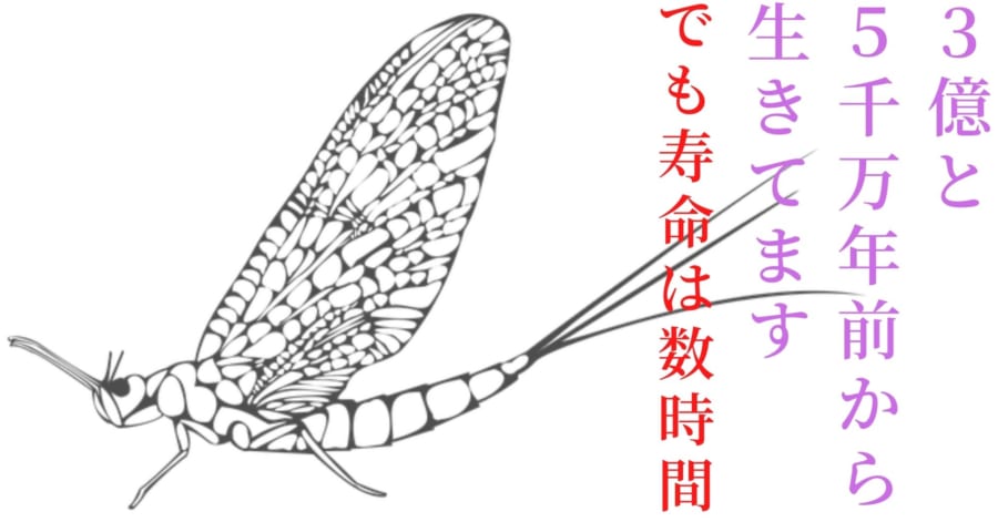 カゲロウの寿命は極端に短い！「口がなく眠る必要もない」って知ってた？