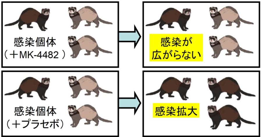 MK-4482は他者への感染を封じることができる