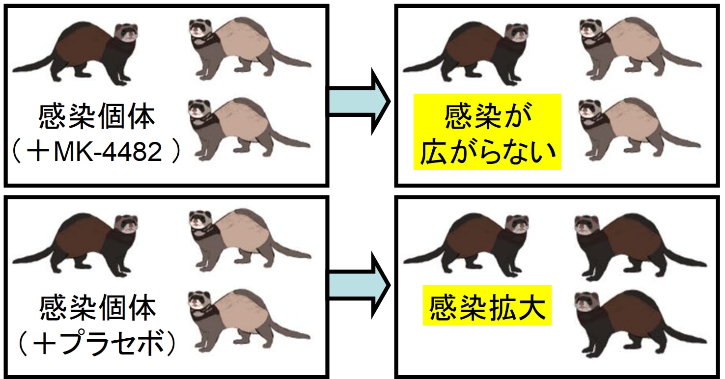 MK-4482は他者への感染を封じることができる