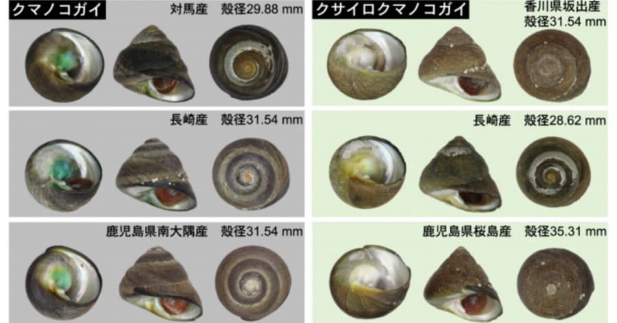 知らずに食べていた⁈　食用の「シッタカ貝」の一種がまったくの新種だったと判明！（日本）