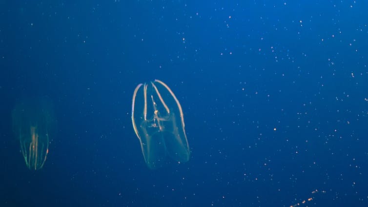 クラゲに似た「有櫛動物」