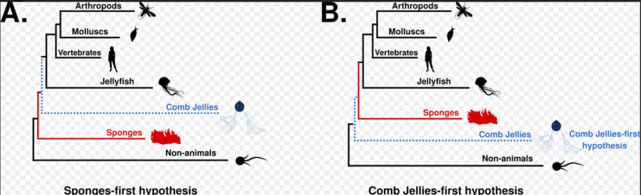海綿動物が最初（A）、有櫛動物が最初（B）