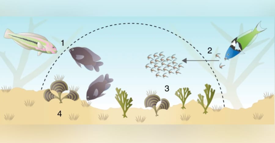 「エビを家畜化する魚」を発見！ 双方にメリットがあるウィンウィンの関係も明らかに