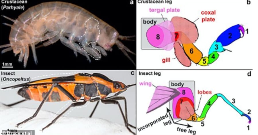 昆虫がどうやってハネを手に入れたのか、ついに解明！「甲殻類の足」が起源