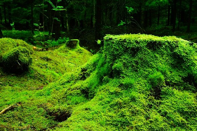 コケが土の生成を促進