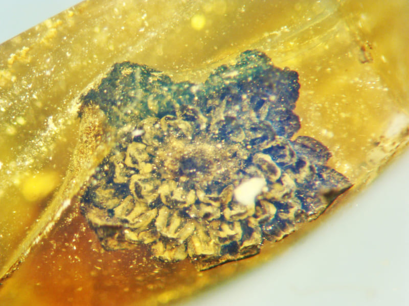 1億年前のコハクに閉じ込められた「新種の古代花」を発見！ - ナゾロジー